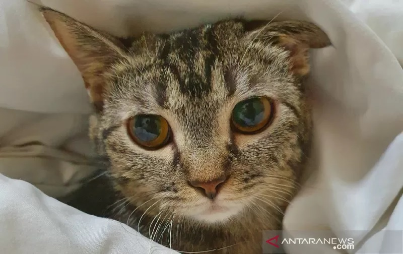 https: img.okezone.com content 2021 09 15 18 2471895 dua-kucing-piaraan-positif-covid-19-tertular-dari-pemiliknya-wqFRF06b80.jpg